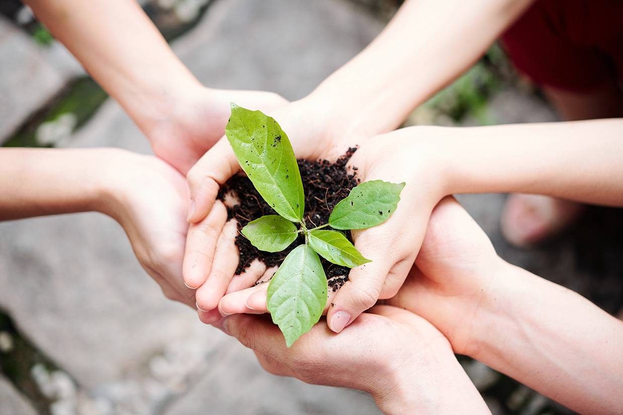 Close-up of 3 People holding a Plant